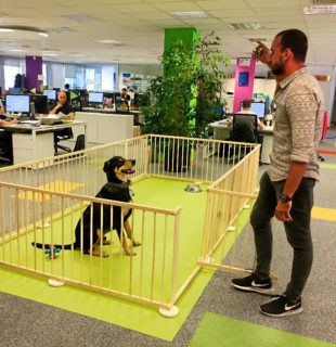 Mi mascota trabaja conmigo: Oficinas Dog Friendly