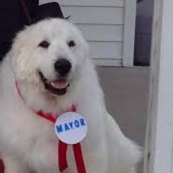 Un perro es el alcalde de una localidad de Minesota