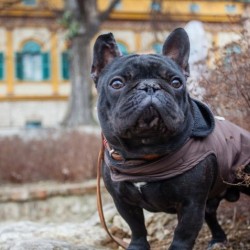 Razas y cuidados: Bulldog Francés