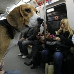 Madrid permite viajar con perros en el Metro