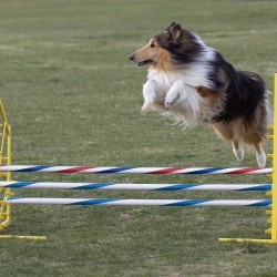 Agility, pruebas caninas de agilidad
