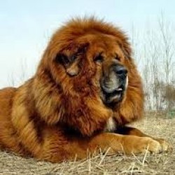 El Dogo del Tíbet, un león canino