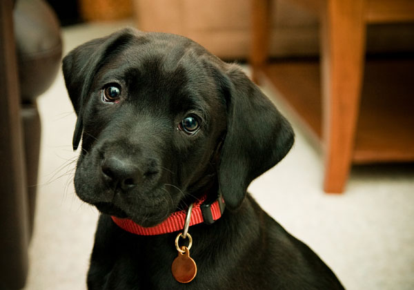 Untado comerciante salir Cuál es el collar ideal para tu perro? :: Escuela de peluquería canina,  Mónica Gómez