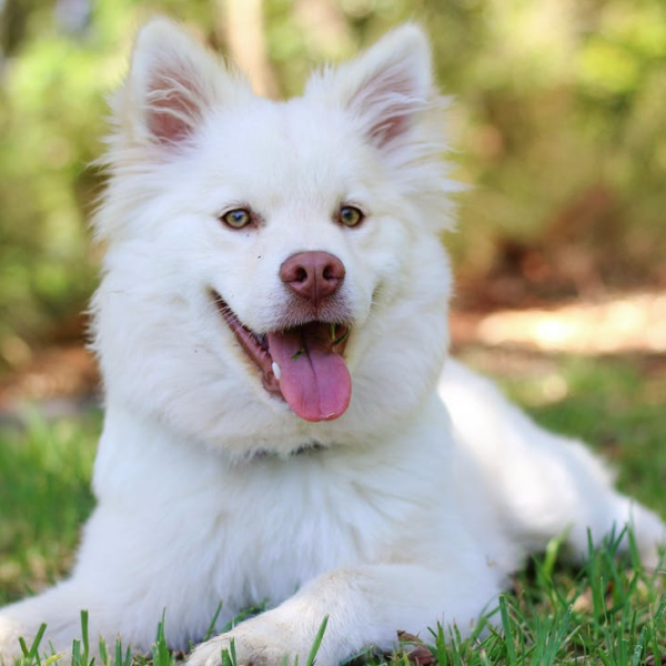 El lenguaje de los perros: la sonrisa canina