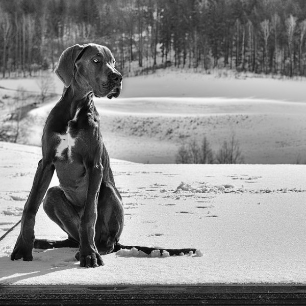 Gran Danés: el perro más grande del mundo