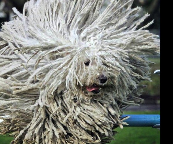 Puli, el perro pompón