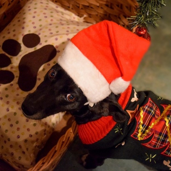 Esta Navidad se responsable, di no al abandono animal