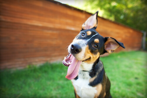 ¿Por qué sacan tanto la lengua los perros?