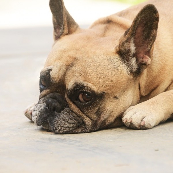 Si tienes una mascota y vives en Valencia...