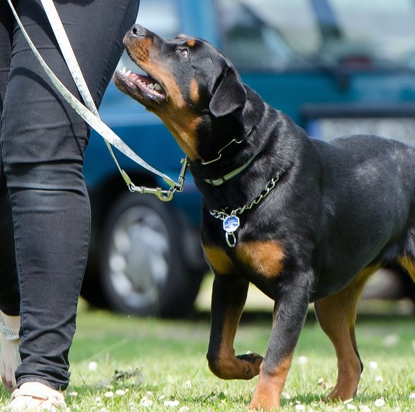 Entender a mi perro: aprende a conocer sus señales y movimientos