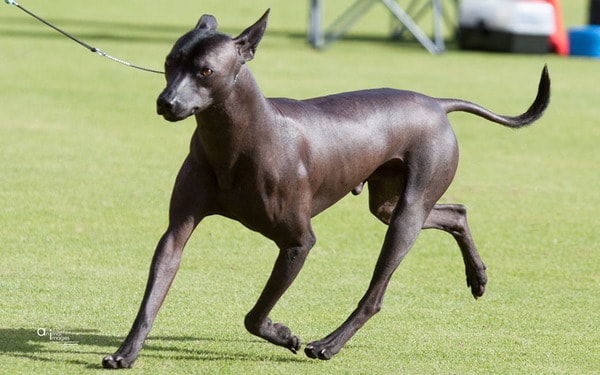 Xoloitzcuintle, el perro calvo mexicano