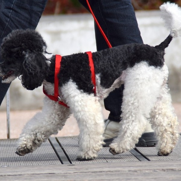 Paseos Biosbardos: excursiones con perros para fomentar adopciones