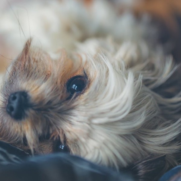 Estudia peluquería canina y comienza a vivir de tu sueño