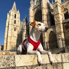 Pipper, el primer perro que recorre España promocionando el turismo con mascotas