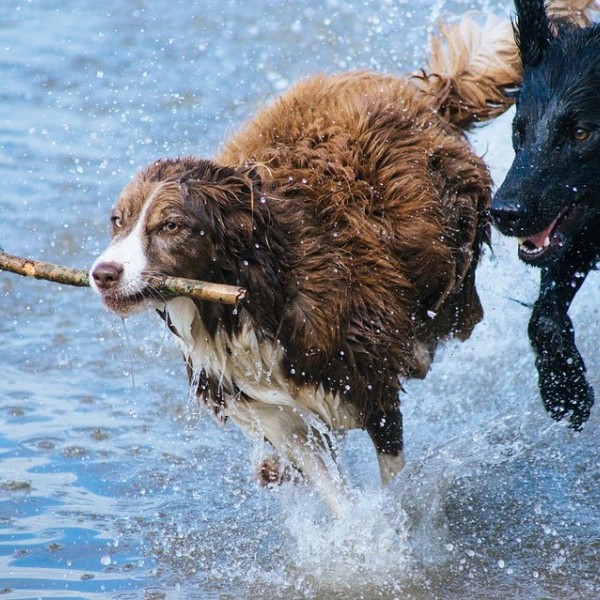 Cómo hacer para que tu perro pierda el miedo al agua