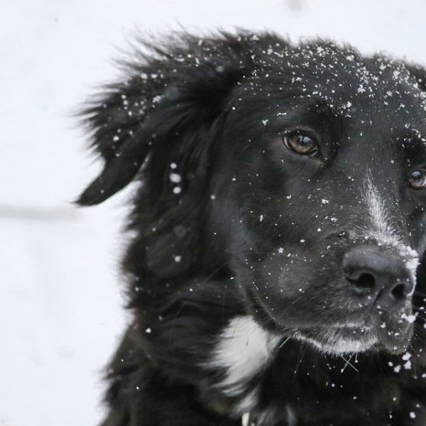 Invierno y perros: cuidados y consejos