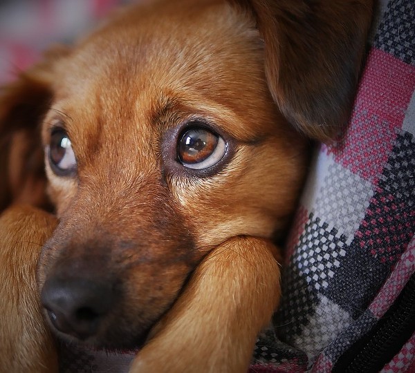 Qué emociones pueden sentir los perros