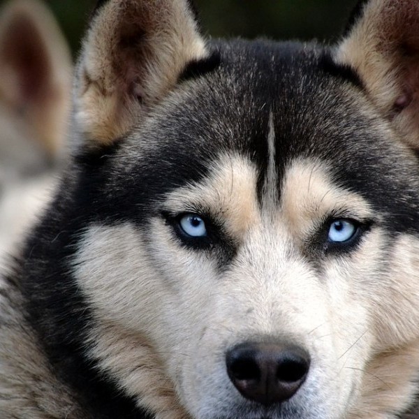 El can de la mirada azul: Huskies siberianos