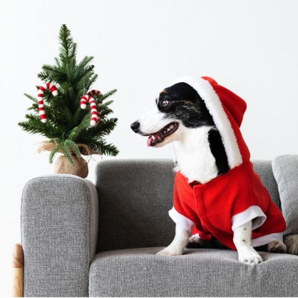 Decoración navideña: la atracción de feria para tu mascota