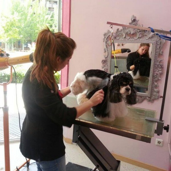 Estudia peluquería canina en Zaragoza con Mónica Gómez