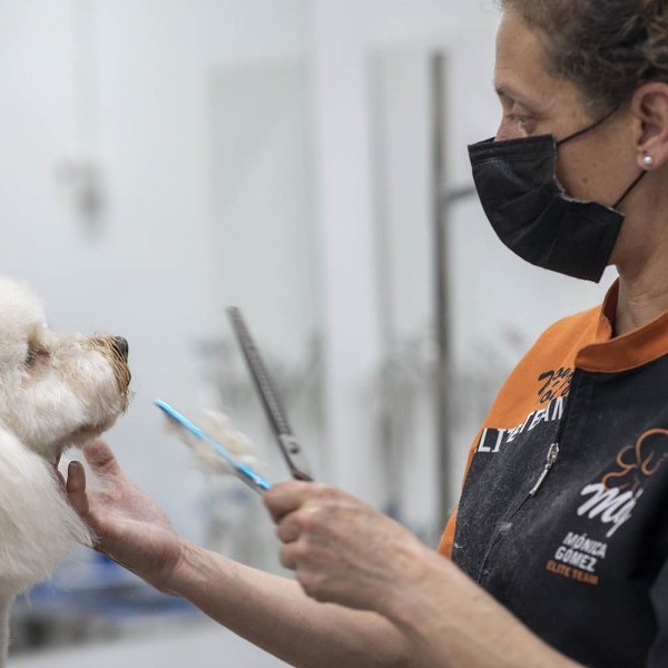 ¿Debo cortarle el pelo a mi perro en verano?