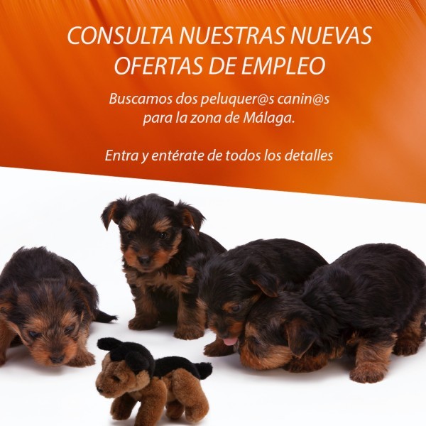 Ofertas de empleo zona de Málaga