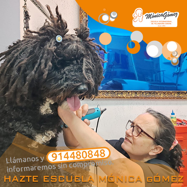 De Peluquería Canina a Escuela: ¡Hazte Mónica Gómez!
