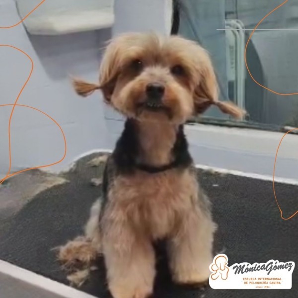 Nuevas Técnicas de Corte Canino en la Escuela Mónica Gómez