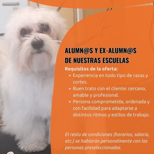 Buscan profesionales formados en nuestra Escuela para Madrid