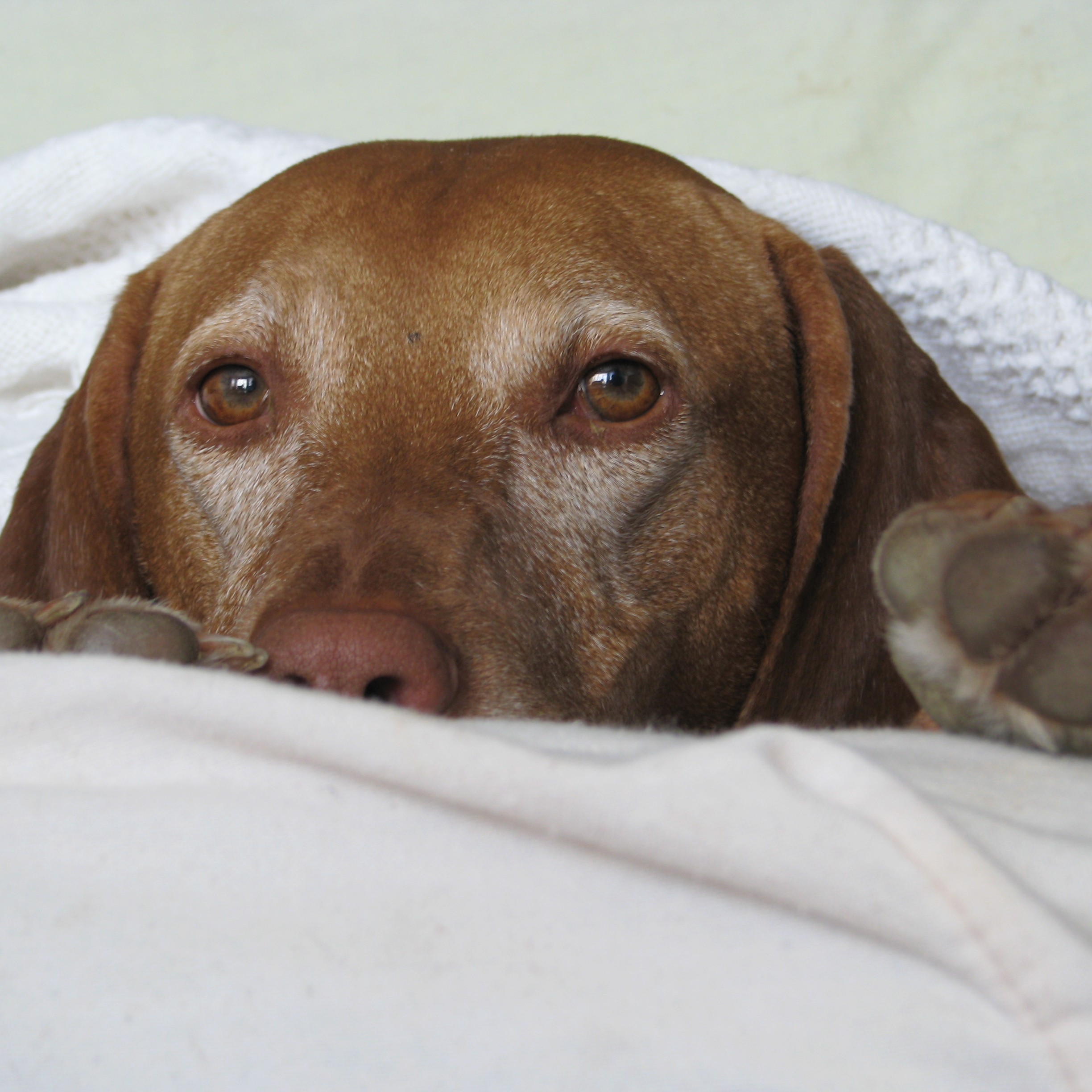 Etología Canina: El comportamiento de nuestros perros