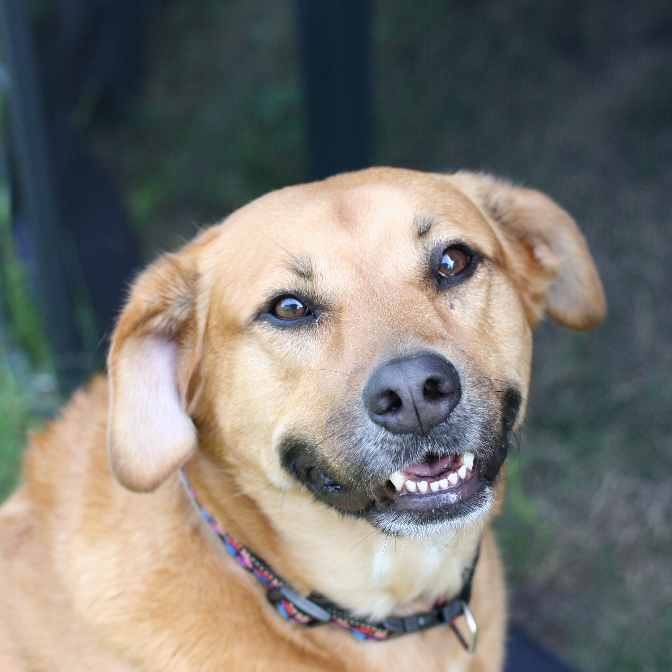 La importancia de una buena higiene dental en los perros