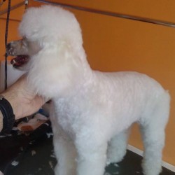 Peluquería d'Carla, nueva peluquería canina