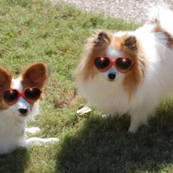 Perros y gatos cantando juntos contra el cancer