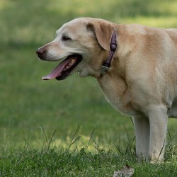 Las ciudades más dog friendly