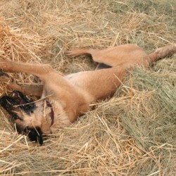 magnetismo canino