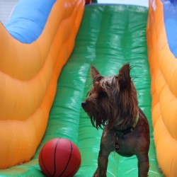 Un paraíso canino para este verano