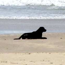 Playas caninas en España