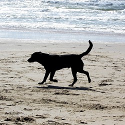 Playas caninas en España II