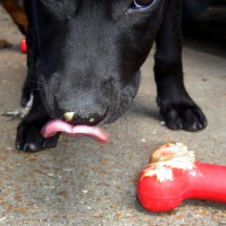 Alimentos no aconsejables para los perros