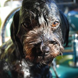 ¿por qué un perro huele mal?