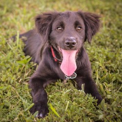 DOGA, el yoga canino