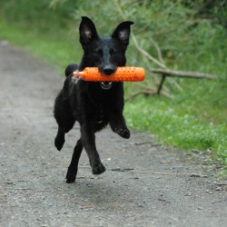 Salir a correr con tu perro