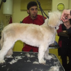 Acostumbrar a nuestro perro a ir a la peluquería