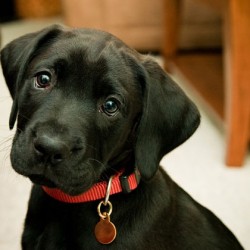 ¿Cuál es el collar ideal para tu perro?