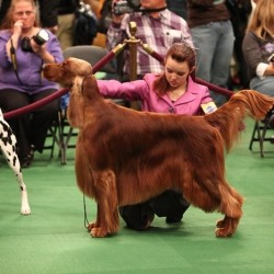 Cómo preparar a tu perro para un concurso