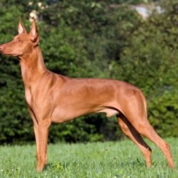 Razas y cuidados: el Podenco Andaluz