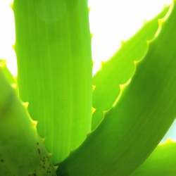 Propiedades del aloe vera para nuestras mascotas