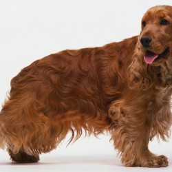 Razas y cuidados: el Cocker Spaniel