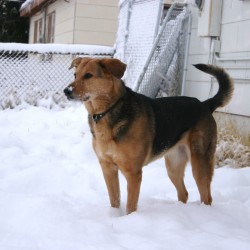 Cómo proteger del frío a los perros