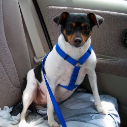 Cómo viajar en coche con tu perro